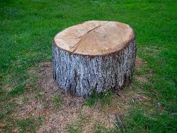 Best Palm Tree Trimming  in Hickman, KY