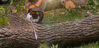 Best Tree Trimming and Pruning  in Hickman, KY