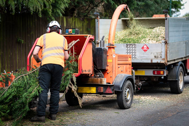 Professional Tree Services in Hickman, KY