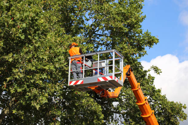 Best Tree Preservation Services  in Hickman, KY