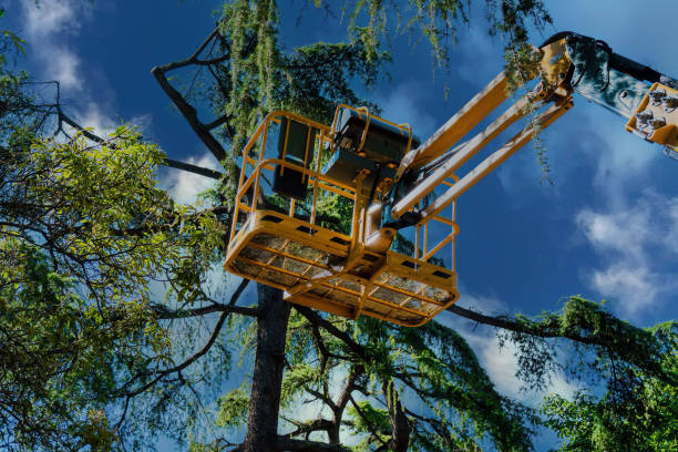 Best Tree Risk Assessment  in Hickman, KY
