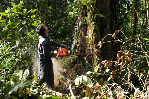 Best Commercial Tree Services  in Hickman, KY