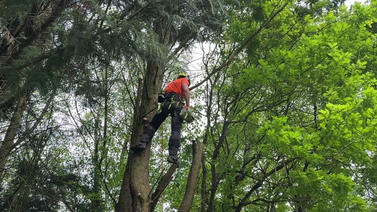 Best Leaf Removal  in Hickman, KY