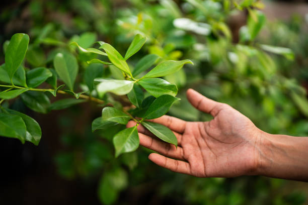 Best Tree Mulching  in Hickman, KY