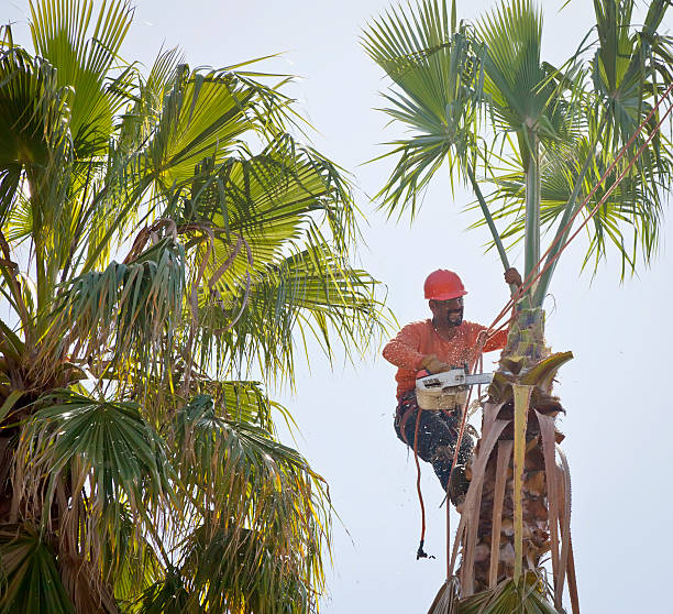 Best Hazardous Tree Removal  in Hickman, KY
