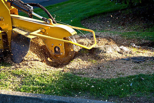 Best Artificial Turf Installation  in Hickman, KY