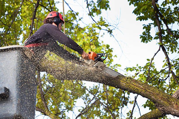Best Storm Damage Tree Cleanup  in Hickman, KY