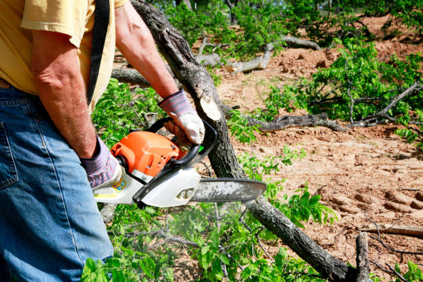 Best Tree Maintenance Programs  in Hickman, KY